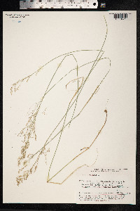 Poa nemoralis image