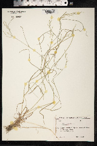 Poa nemoralis image