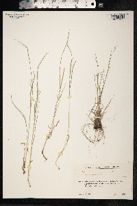 Poa nemoralis image