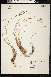 Poa nemoralis image