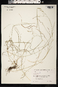 Poa nemoralis image