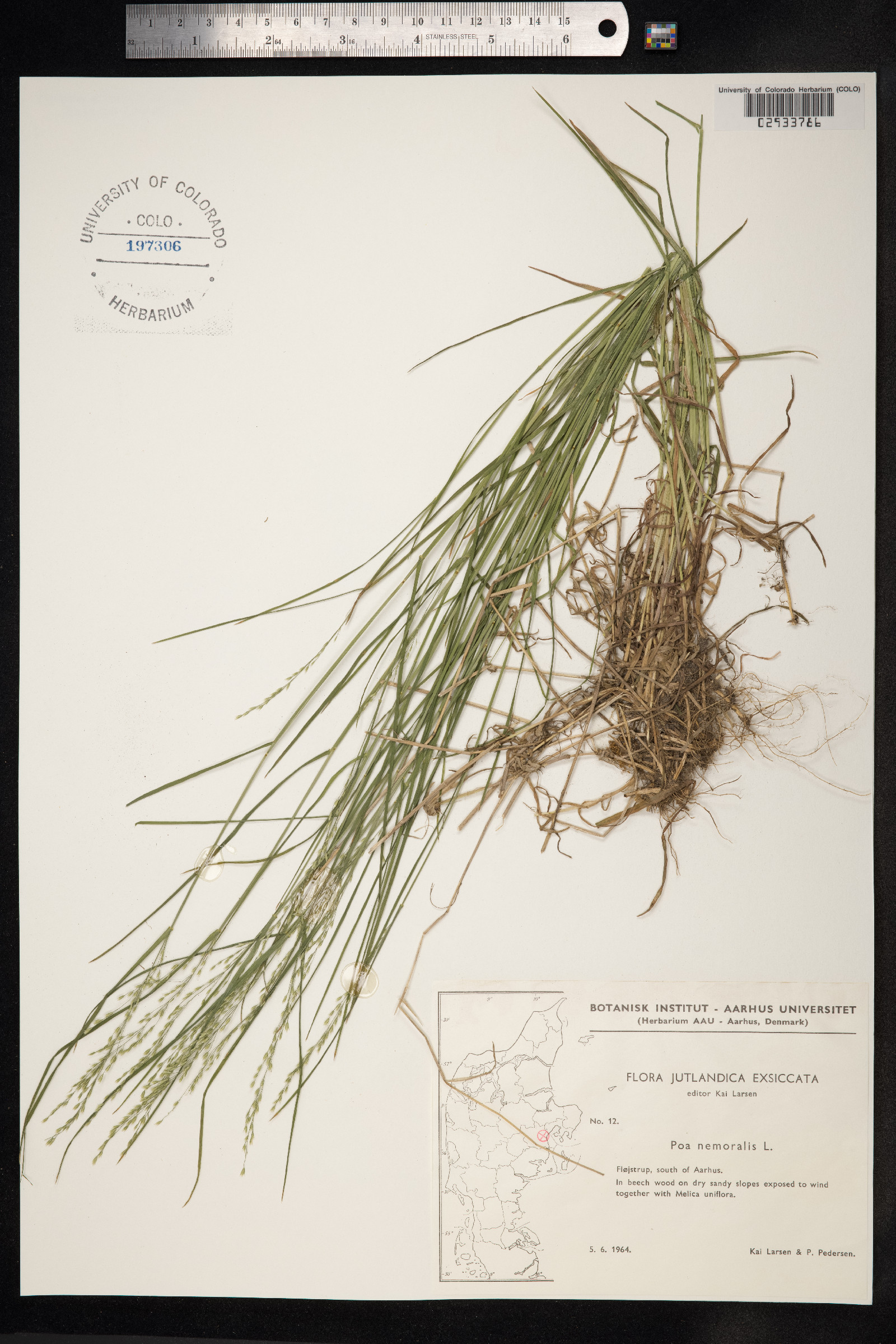 Poa nemoralis image