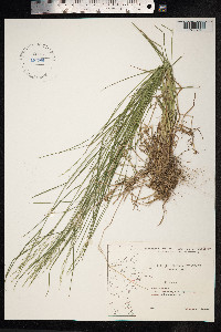 Poa nemoralis image