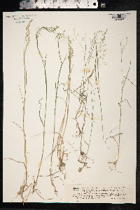 Poa nemoralis image