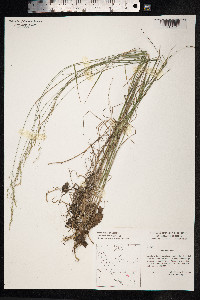Poa nemoralis image