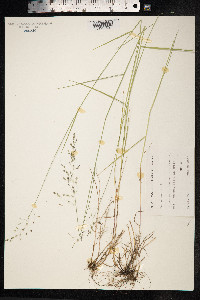 Poa nemoralis image