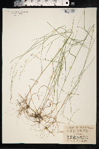 Poa nemoralis image