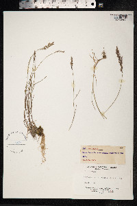 Poa nemoralis image
