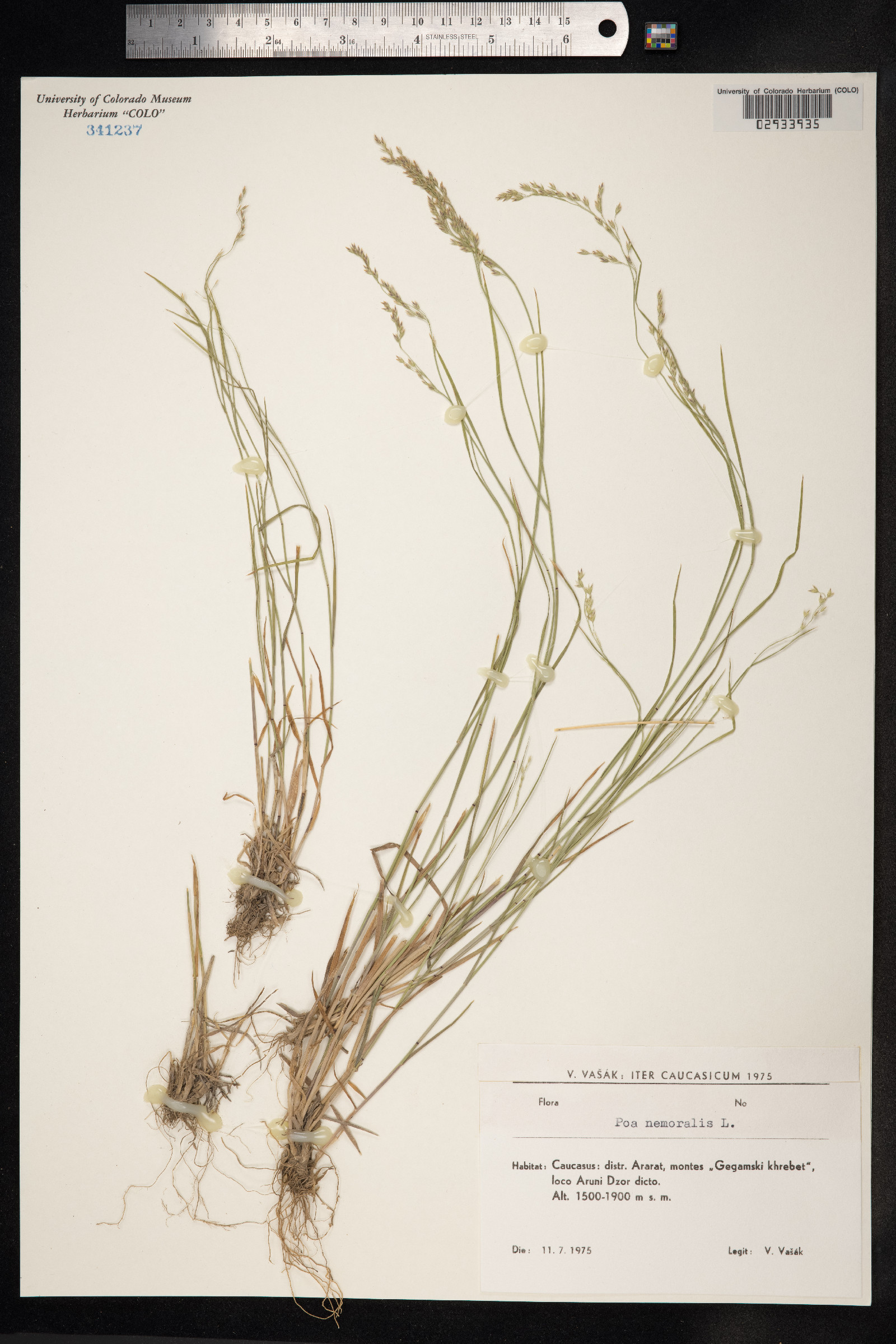 Poa nemoralis image