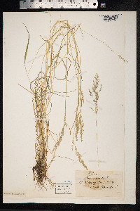 Poa nemoralis image