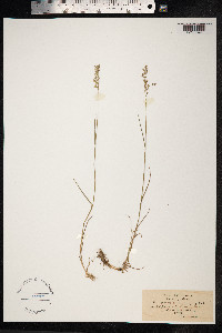 Poa nemoralis image