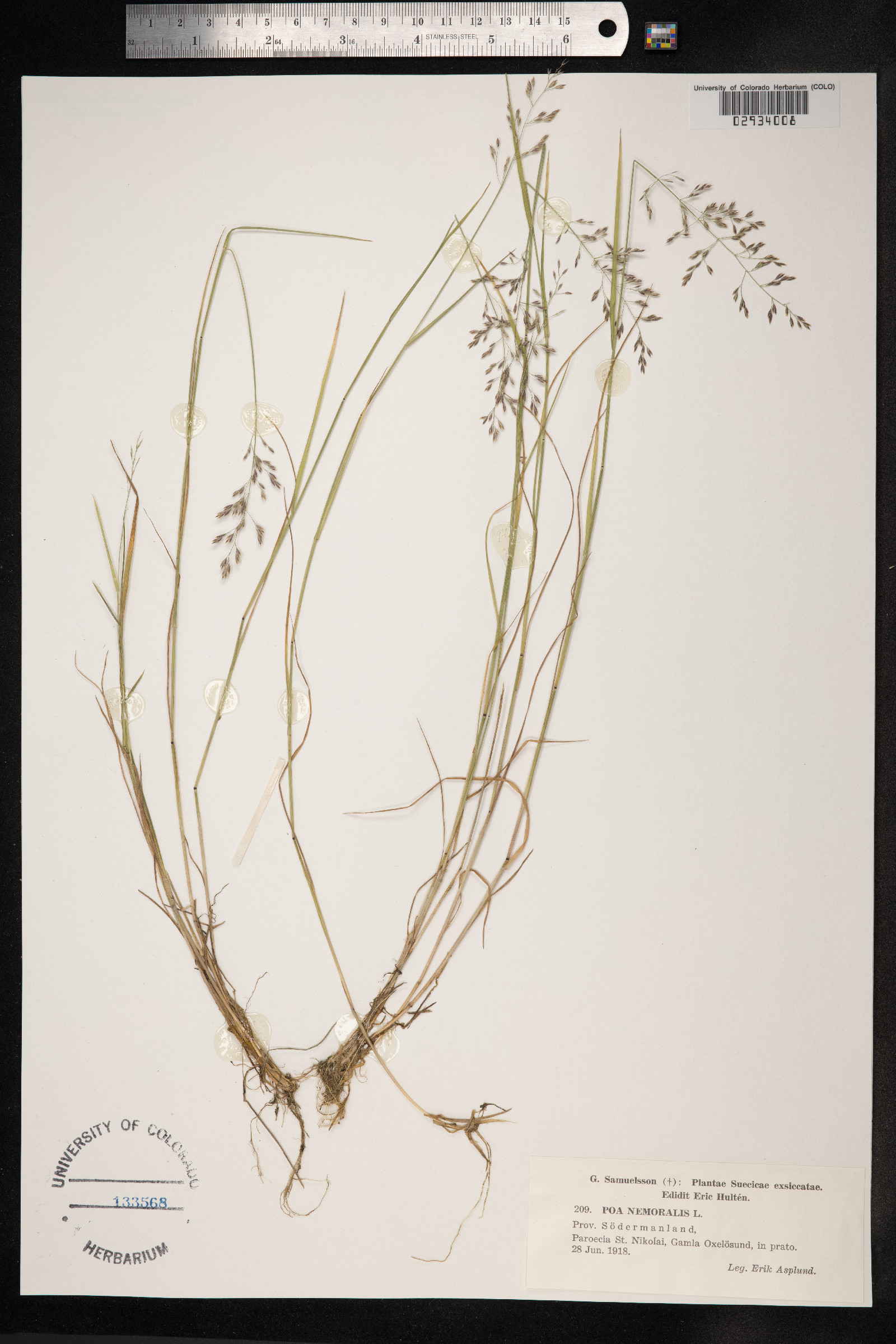 Poa nemoralis image
