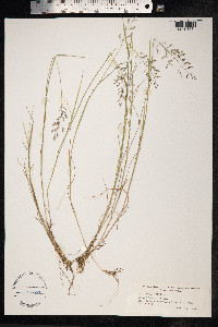 Poa nemoralis image