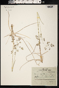 Poa macrocalyx image