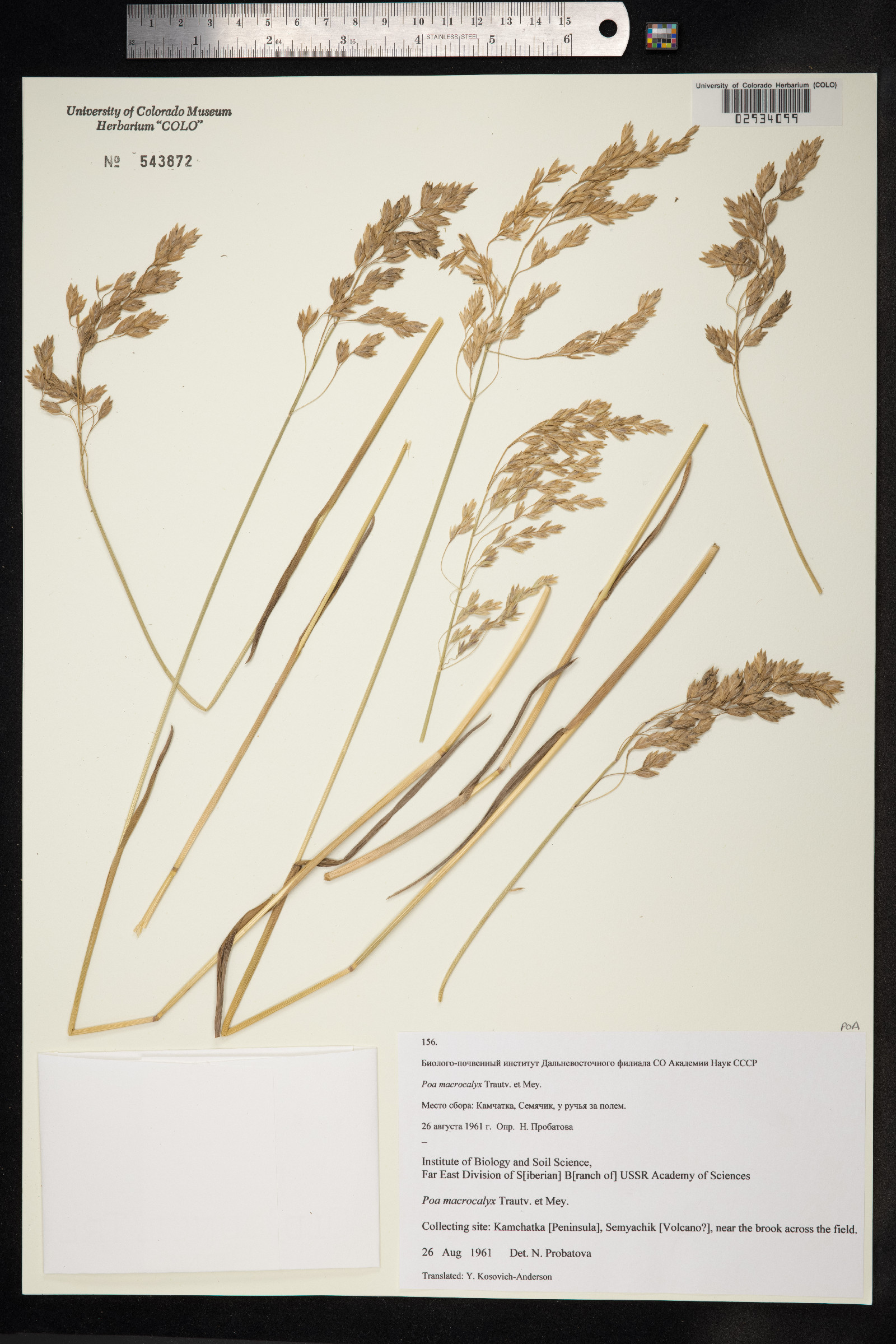 Poa macrocalyx image