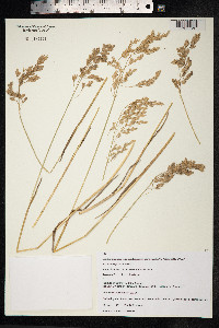 Poa macrocalyx image