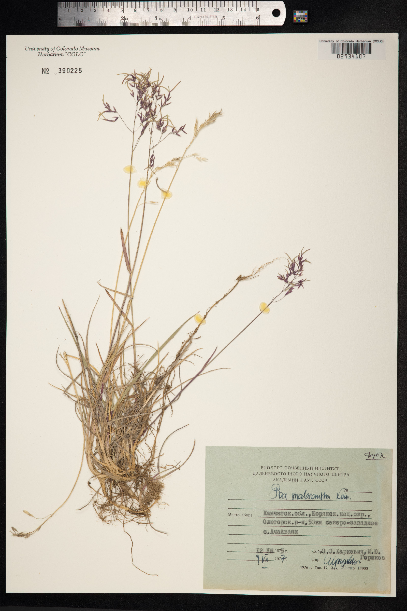 Poa arctica image