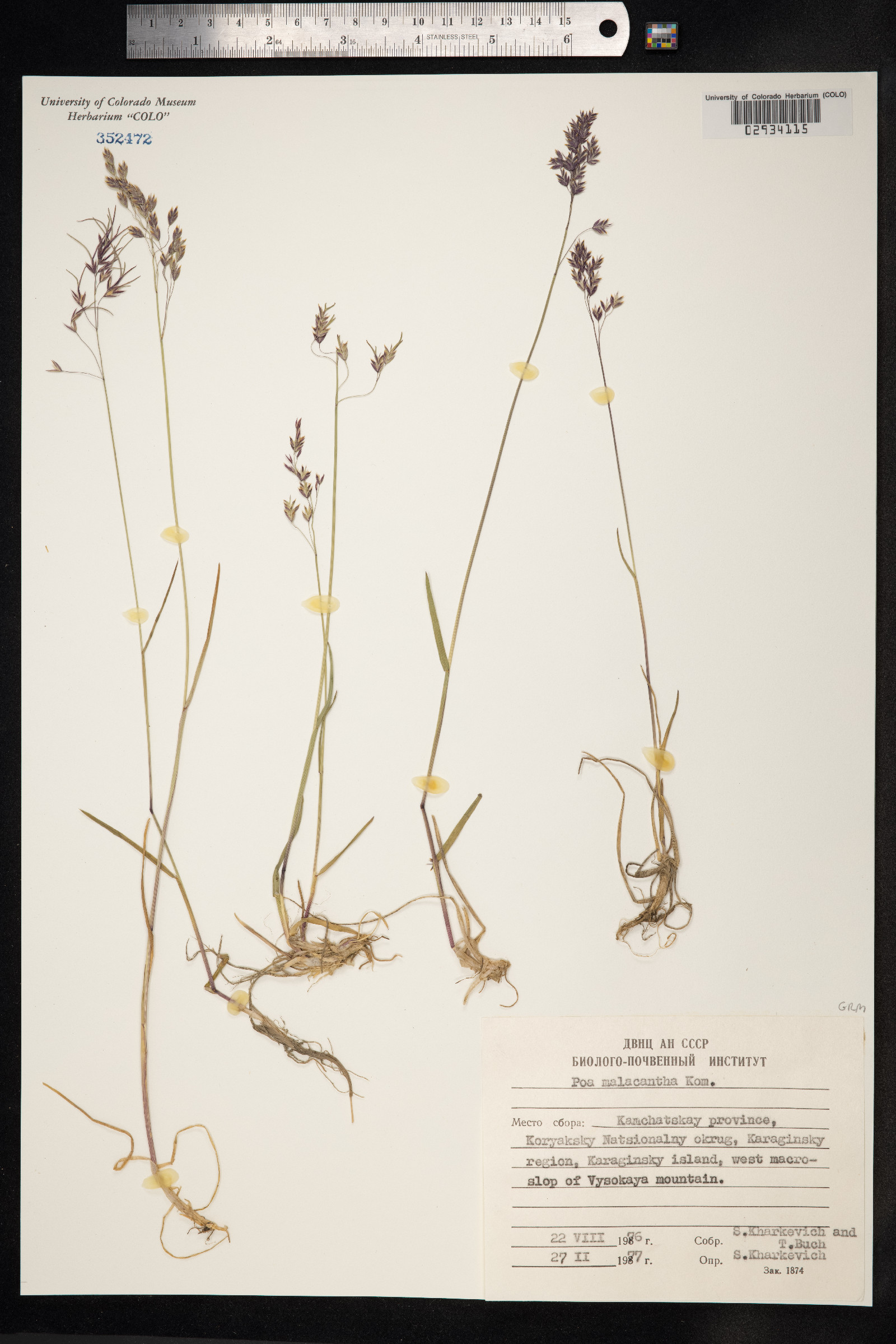 Poa arctica ssp. lanata image