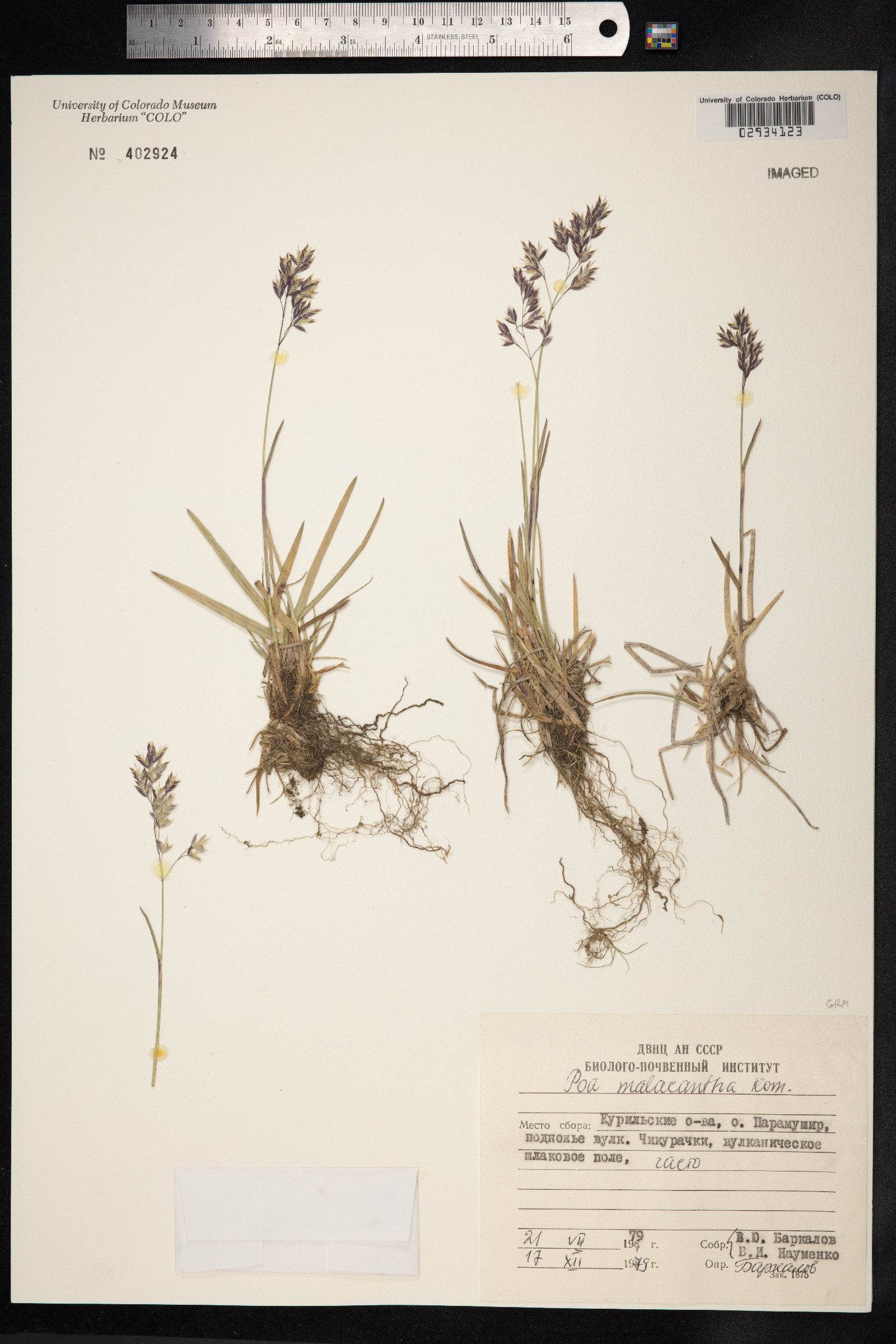 Poa arctica image