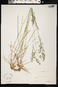 Poa pratensis image
