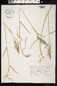 Poa pratensis image