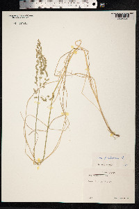 Poa pratensis image