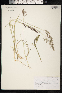 Poa pratensis image