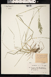 Poa pratensis image
