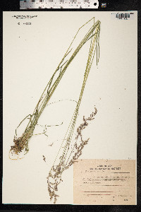 Poa pratensis image