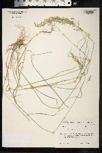 Poa pratensis image
