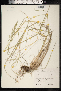 Poa pratensis image