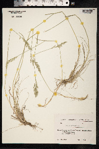 Poa pratensis image