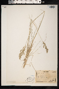 Poa pratensis image
