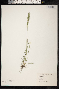 Poa pratensis image