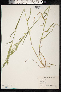 Poa pratensis image