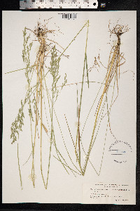 Poa pratensis image
