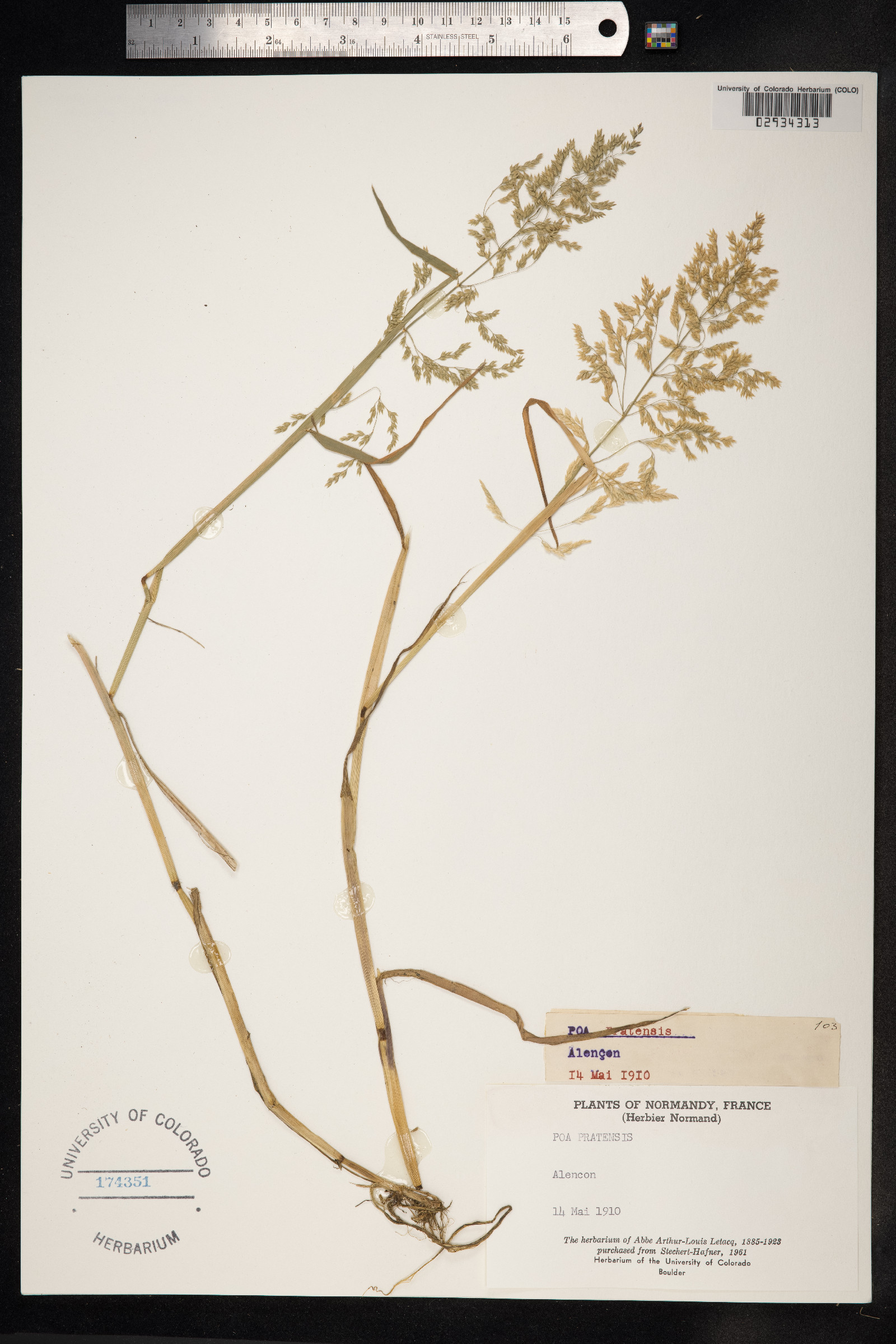 Poa pratensis image