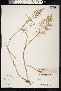 Poa pratensis image