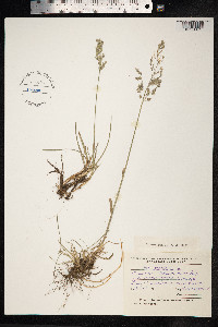 Poa pratensis image
