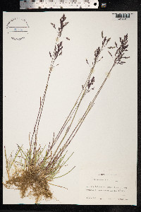 Poa pratensis image