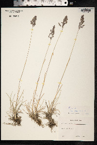 Poa pratensis image
