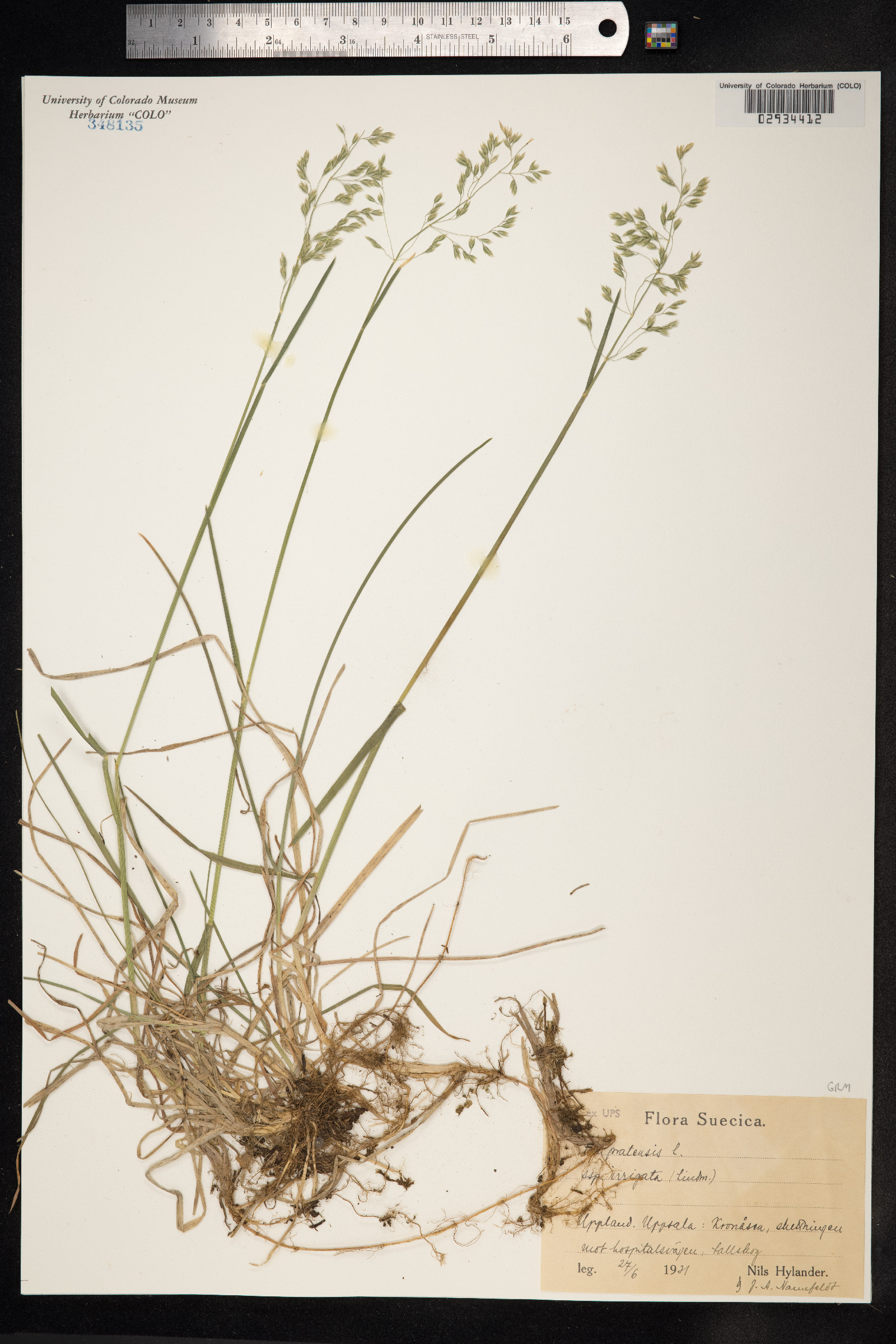 Poa image