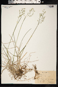 Poa pratensis image