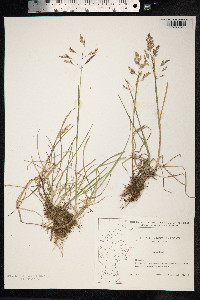 Poa pratensis image