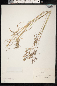 Poa pratensis image