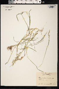 Poa pratensis image