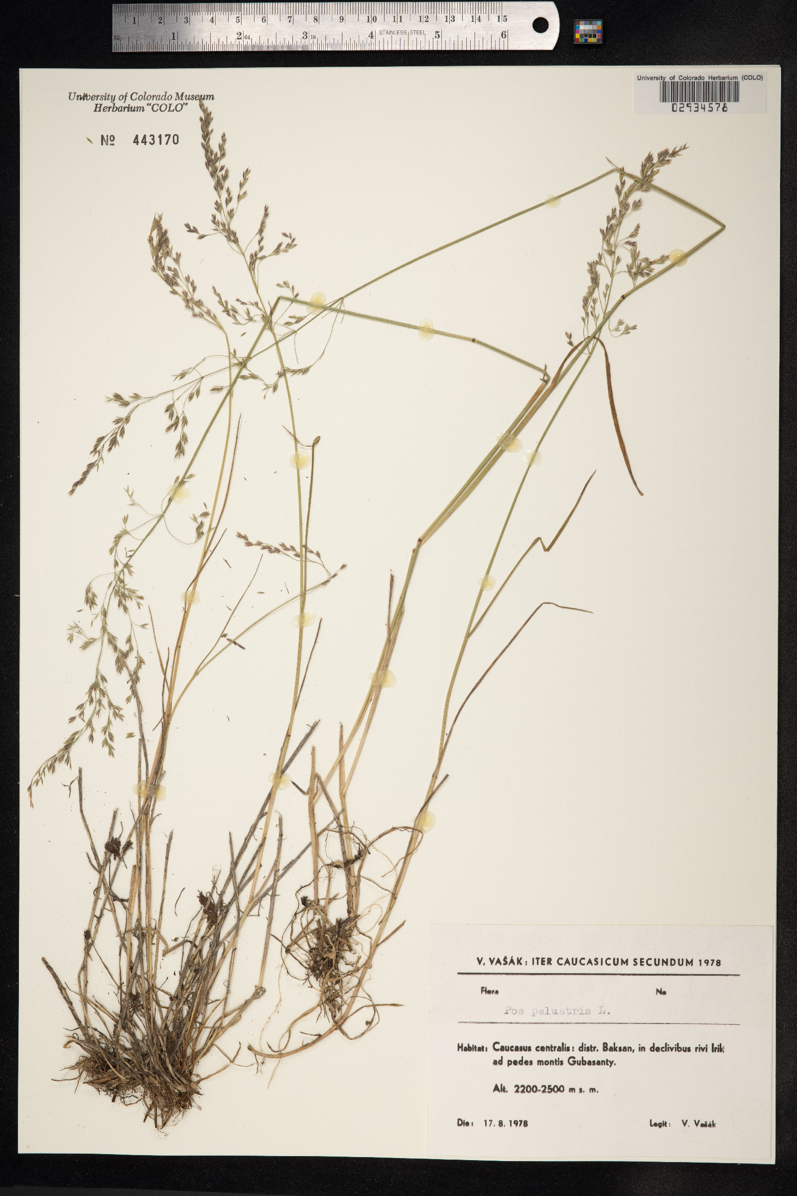 Poa palustris image