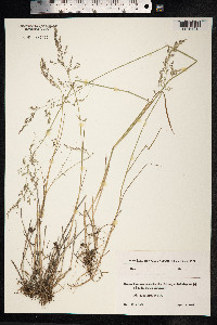 Poa palustris image