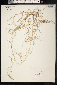 Poa palustris image