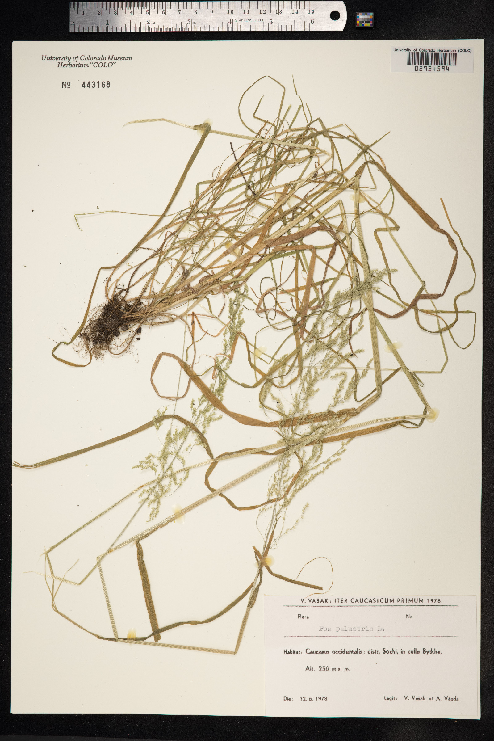 Poa palustris image